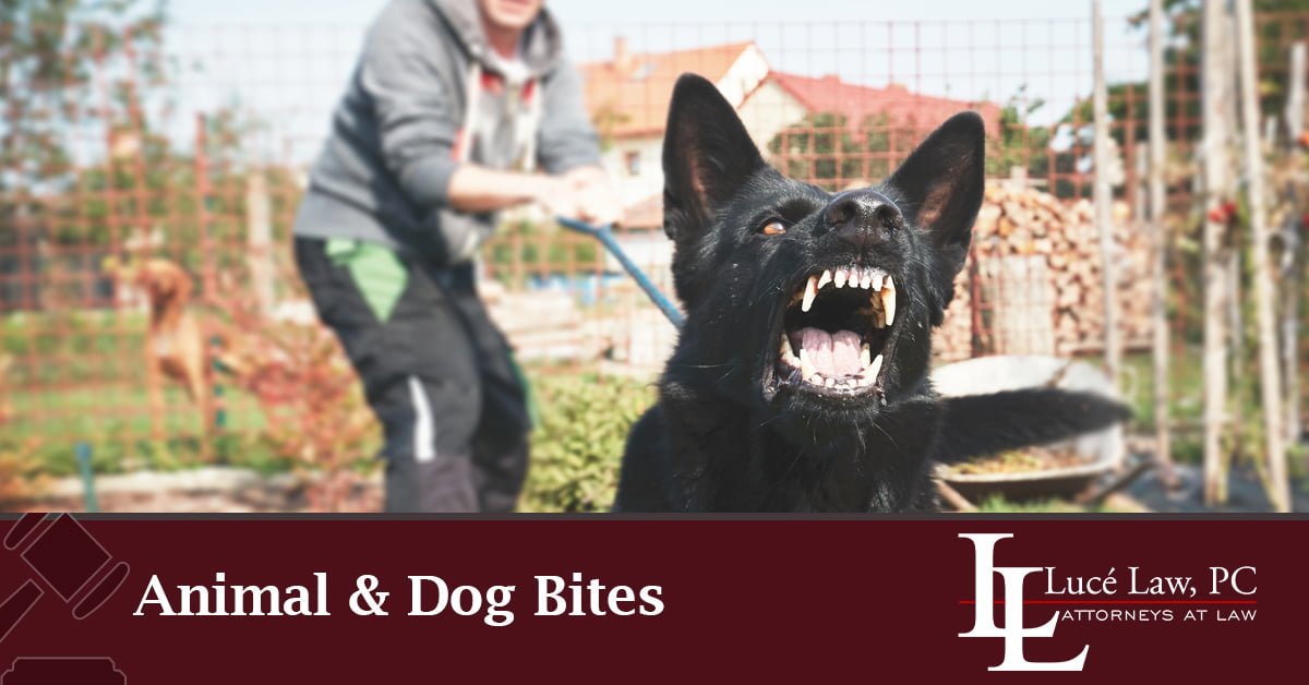 McKinney Animal and Dog Bites Attorney