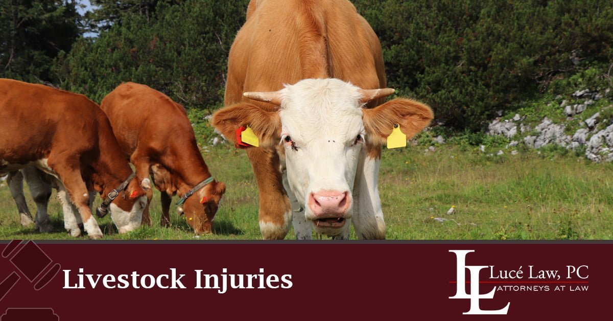 McKinney Livestock Injuries Lawyer